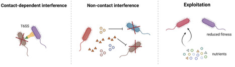 Microbial interactions in facilitating antibiotic activity and resistance evolution | aem | RMH | Scoop.it