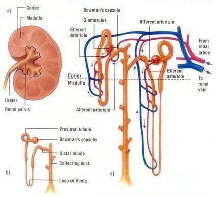 glucose in hindi structure / Sistema Renal/Urinar IlindelatorreMD: Twitter