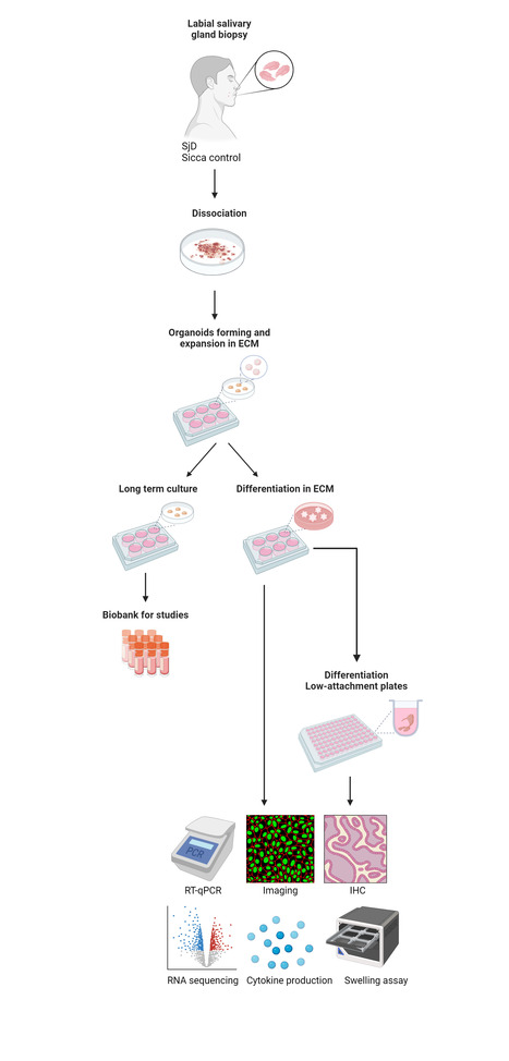 Des organoïdes salivaires dérivés de biopsies de patients : modèle fonctionnel de la maladie de Sjögren et outil de screening thérapeutique | Life Sciences Université Paris-Saclay | Scoop.it