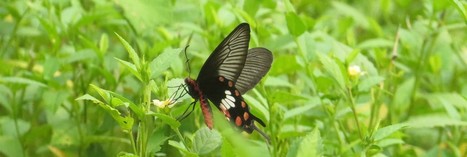 Black Butterfly Wings Provide Inspiration for Superior Solar Cells | Biomimicry | Scoop.it