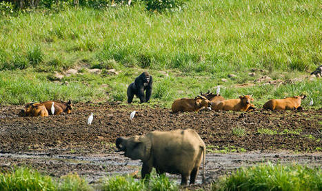 Gabon : Le parc national de l’Ivindo obtient son label «Patrimoine mondial» | Histoires Naturelles | Scoop.it