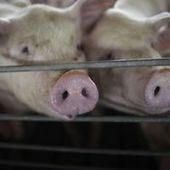 Pour éviter une épidémie, la France interdit les produits porcins américains | Toxique, soyons vigilant ! | Scoop.it