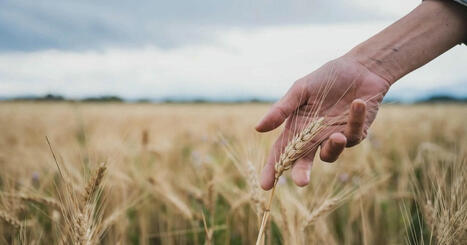 Will Europe's Wheat Supply Chain Unite to Achieve 2030 Goal? | Supply Chain Magazine | MED-Amin network | Scoop.it