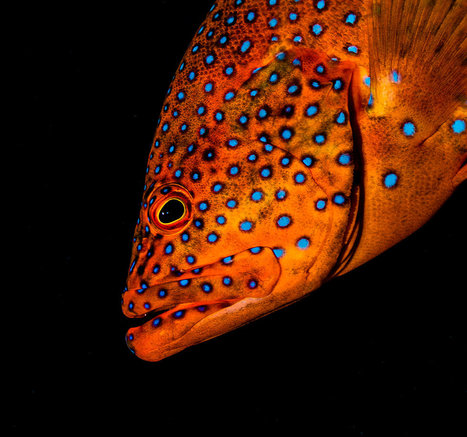 Gorgeous underwater macro shots with the Sony A7 II / A7r II by Elmar Laubender | Mirrorless Cameras | Scoop.it