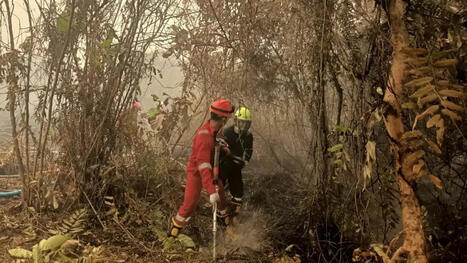 Indonesia Air Pollution Crisis: Wildfire Smoke Linked to 3,560 Estimated Deaths in September - Batam News Asia | Operation Deimos | Scoop.it