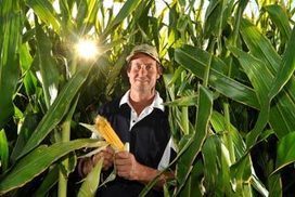 Corn, the new golden crop; Boort, Victoria. | GTAV AC:G Y9 - Biomes and food security | Scoop.it