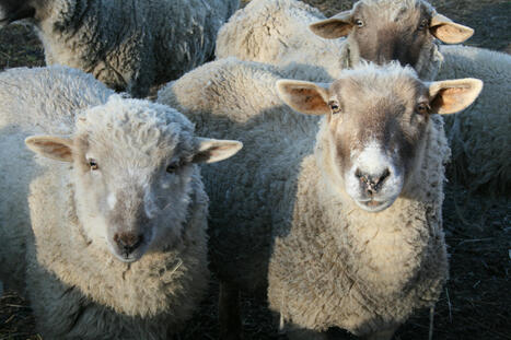 Des moutons entraînés pour passer des IRM en étant éveillés | Actualités de l'élevage | Scoop.it