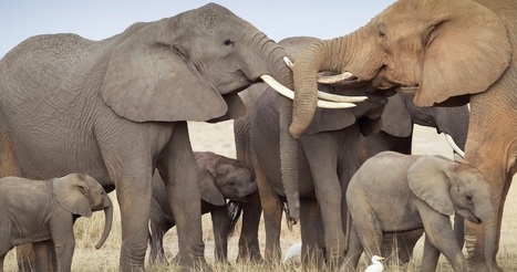 El Gobierno de Zimbabue anuncia que vendió 97 elefantes a China y Dubái en 2.7 millones de dólares | Educación, TIC y ecología | Scoop.it