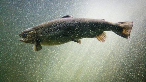 Les Américains pourront manger du saumon génétiquement modifié | Economie Responsable et Consommation Collaborative | Scoop.it