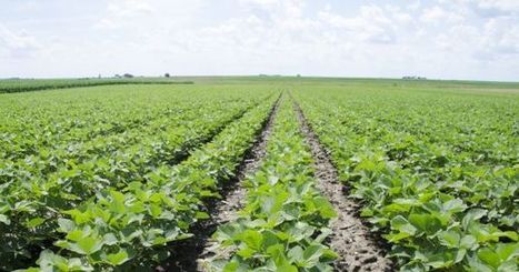 New Soybean Nitrogen Breakthrough Could Change Food Industry | IELTS, ESP, EAP and CALL | Scoop.it