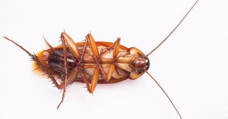 SQLite creator fires back at Tencent’s bug hunters – | Business Intelligence Insights | Scoop.it