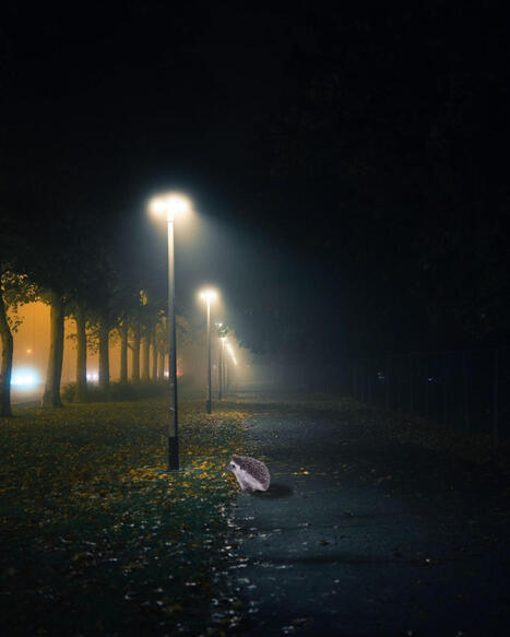 #darkskyireland #endlightpollution | Georgia MacMillan | LIGHTING-Innovation-Design | Scoop.it
