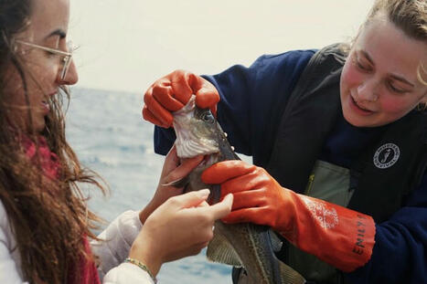 Le Canada rouvre la pêche à la morue contre l’avis des scientifiques | HALIEUTIQUE MER ET LITTORAL | Scoop.it