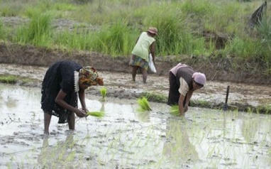 Madagascar vise 300 000 ha de riz hybride avec le chinois Yuan’s seed | Questions de développement ... | Scoop.it