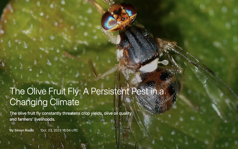 MEDITERRANEAN : The Olive Fruit Fly: A Persistent PEST in a Changing Climate | CIHEAM Press Review | Scoop.it
