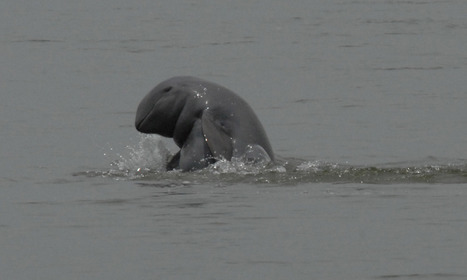 Les derniers dauphins du Mékong | Voyage au coeur du Vietnam | Scoop.it