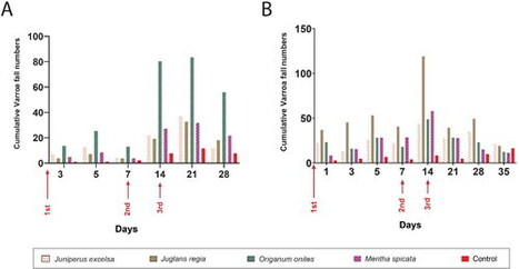 Les extraits de feuilles de certaines plantes offrent une alternative viable et écologique aux traitements traditionnels en apiculture pour lutter contre le varroa | EntomoNews | Scoop.it