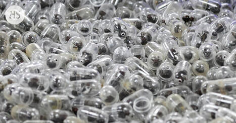 Kiinalaismies sai tuomion 2 200 yksitt&auml;ispakatun muurahaisen salakuljettamisesta | HS.fi | 1Uutiset - Lukemisen t&auml;hden | Scoop.it