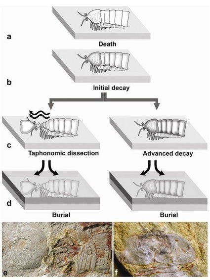 La tête et les jambes… Des premiers arthropodes ! : : Le Dinoblog | Kunming-Yunnan | Scoop.it
