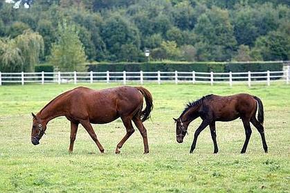 En France, la fili&egrave;re &eacute;questre vit une p&eacute;riode difficile | Cheval et Nature | Scoop.it