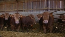 Groupement Limousin Bétail et Viande: une politique d'abattage régional privilégiée pour Saint-Yriex (87) | La Gazette des abattoirs | Scoop.it