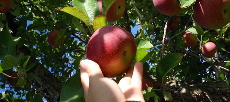 Map Shows Where You Can Score Free Fruit Off Trees in SF | Things To Do In San Francisco | Scoop.it