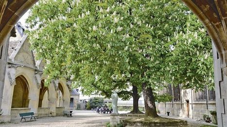 À la découverte des plus beaux arbres d'Île-de-France | Ma douce France | Scoop.it