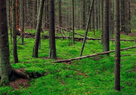 Niin metsä vastaa kuin sinne huutaa – Miten hyvin tunnet metsäiset sanonnat? - Jutut | 1Uutiset - Lukemisen tähden | Scoop.it