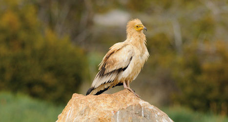 La France en tête de palmarès… du plus grand nombre d’espèces d'oiseaux menacées ! | Les oiseaux au gré du vent | Scoop.it
