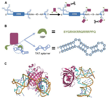 Efficient heterologous mRNA production in E. coli via protein-facilitated protection | brvm | RMH | Scoop.it