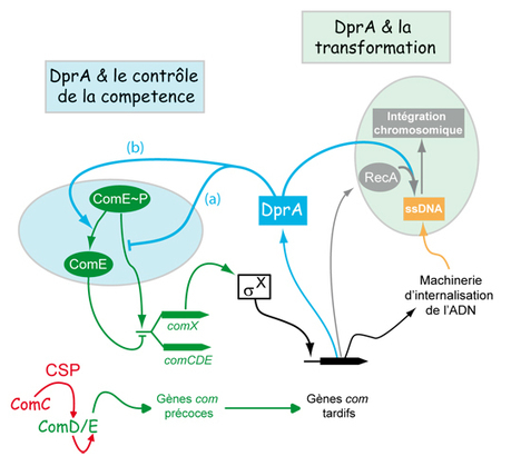 CNRS - Sciences biologiques - DprA, une protéine qui contrôle l'état de compétence chez le pneumocoque | Les laboratoires du CNRS Occitanie Ouest dans la presse | Scoop.it