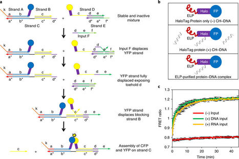 Dynamic protein assembly by programmable DNA strand displacement | RMH | Scoop.it