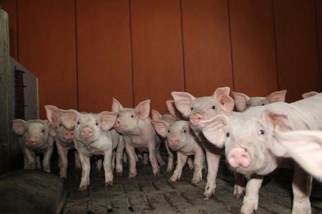 Le cours du porc baisse, une première en sept mois | Actualité Bétail | Scoop.it