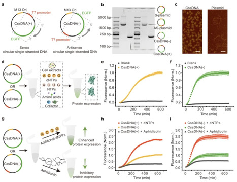 Circular single-stranded DNA as a programmable vector for gene regulation in cell-free protein expression systems | NComm | RMH | Scoop.it