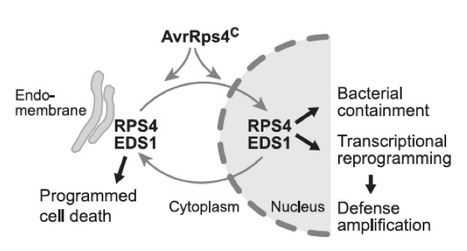 Science: Arabidopsis EDS1 Connects Pathogen Effector Recognition to Cell Compartment–Specific Immune Responses | Plants and Microbes | Scoop.it