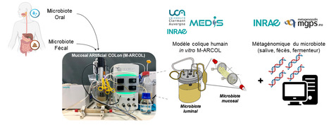Un nouveau modèle in vitro de l’invasion du microbiote oral sur le microbiote intestinal | Life Sciences Université Paris-Saclay | Scoop.it
