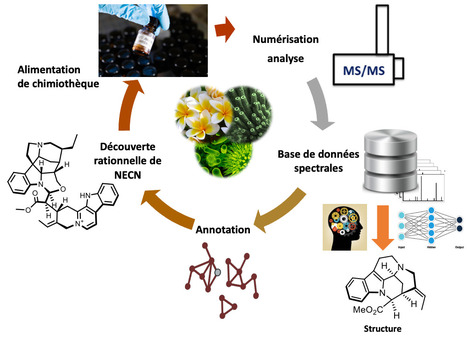 Entretien avec Mehdi Beniddir - Pharmacognosie : de la nature à l’armoire à pharmacie | Life Sciences Université Paris-Saclay | Scoop.it