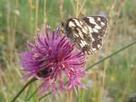 Observatoire Agricole de la Biodiversité | | ECOLOGIE - ENVIRONNEMENT | Scoop.it