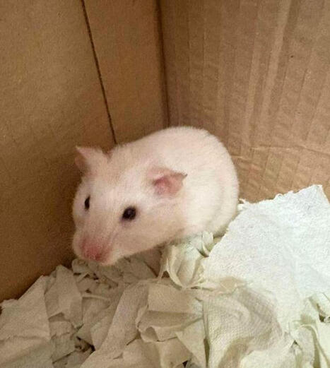 Karkuteillä olleen hamsterin seikkailulle päätös | 1Uutiset - Lukemisen tähden | Scoop.it
