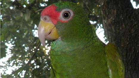 Yucatán : Une nouvelle espèce de perroquet vient d'être découverte, et elle imite le cri des vautours | Les oiseaux au gré du vent | Scoop.it