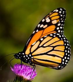Les Québécois au secours des papillons monarques ! | Variétés entomologiques | Scoop.it