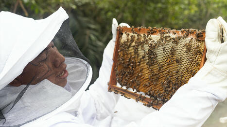 BELIZE : les abeilles volent au secours de la biodiversité | AMÉRIQUES | Scoop.it