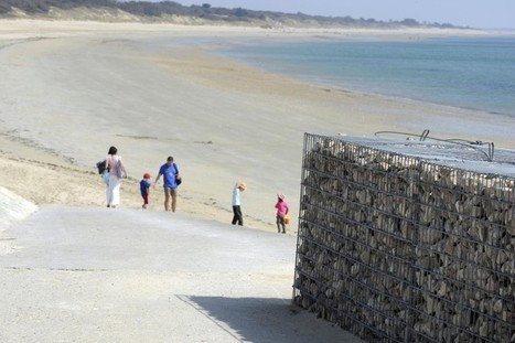 Île de Ré : des sapins de Noël pour protéger les dunes | Biodiversité | Scoop.it