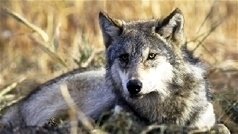 Environnement - High Prairie : les chasseurs de loups reçoivent des primes municipales | Loup | Scoop.it