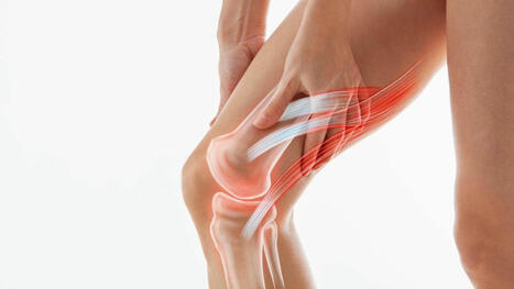 Uncovering the cellular secrets of healthy tendons — Immunology | Rheumatology-Rhumatologie | Scoop.it
