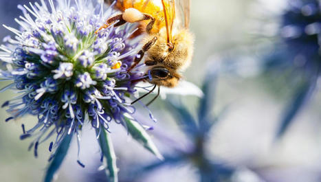 À quoi pensent les abeilles ? | EntomoScience | Scoop.it