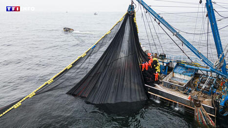 1,1 million de tonnes de CO2 par an : l'empreinte carbone cachée de la pêche française | rev3 - la 3ème révolution industrielle en Hauts-de-France | Scoop.it