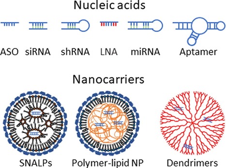 Nanomédicaments pour le transport d’acides nucléiques inhibiteurs de gènes et le traitement des maladies inflammatoires | Life Sciences Université Paris-Saclay | Scoop.it