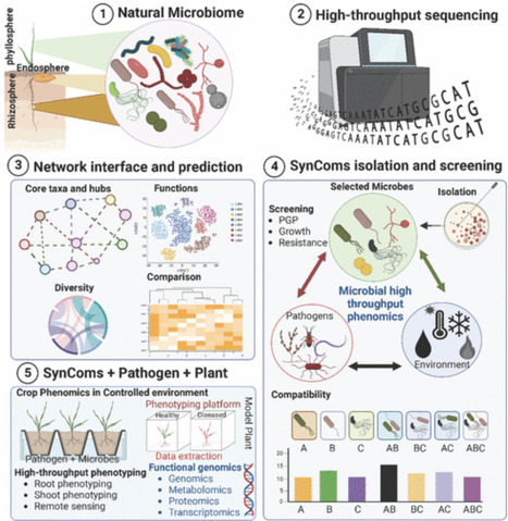 A Synthetic Microbial Community of Plant Core M...