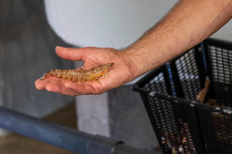 L’Indonésie intensifie ses contrôles après la découverte de crevettes radioactives | Variétés entomologiques | Scoop.it